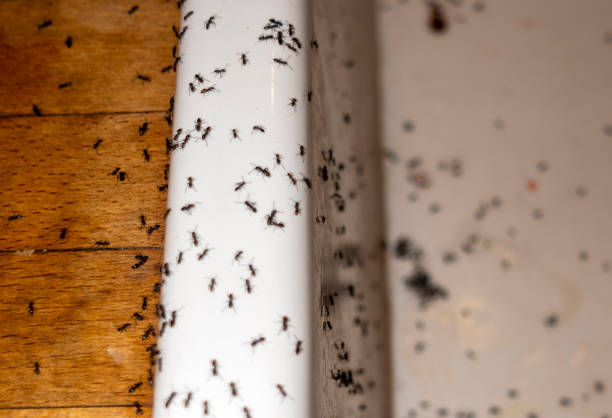 Best Pest Removal Services  in Baxter Village, SC